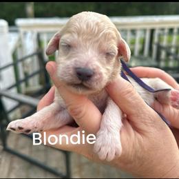 Blondie - Cream female Goldendoodle puppy in Prosperity, Pennsylvania from Stelladoodles & Company