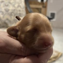 Brown Collar - Red male Dachshund puppy in Belfair, Washington from Devoted Doxies, Lorraine’s Yorkies