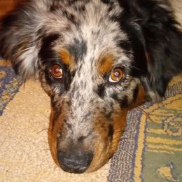 Chaco - Australian Shepherd