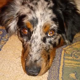 Chaco - Australian Shepherd