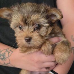 Girl1 - Sable female Yorkshire Terrier puppy in Bucyrus, Ohio from Dyer's Beauties