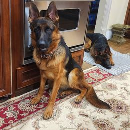 Female Anjelique - Black and red German Shepherd puppy in Clifton, Virginia from Von Haus Wisen Baker German Shepherds