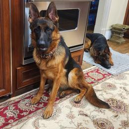 Female Anjelique - Black and red German Shepherd puppy in Clifton, Virginia from Von Haus Wisen Baker German Shepherds