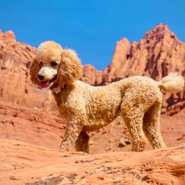 Poodles from Red Mountain Poodles