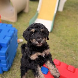 Miso - Phantom female Bernedoodle puppy in Cold Spring, Minnesota from A.N.A. Doodles
