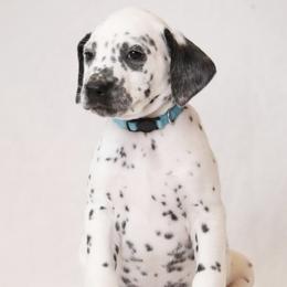 Light Blue - White and black male Dalmatian puppy in Cottage Grove, Oregon from Hidden Hills Dalmatians