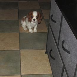 Pippa - Blenheim female Cavalier King Charles Spaniel puppy in Harvard, Illinois from Lori's Cavalier King Charles Spaniels & Dachshunds