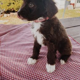 Dahlia - Aussiedoodle puppy in Viola, Idaho from LaFarm Doodles