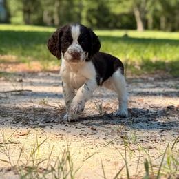 York - Liver and white male English Springer Spaniel puppy in Uvalda, Georgia from Willow Creek Farms