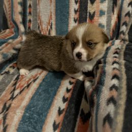 Pembroke Welsh Corgi All Grown Up from Newton Hay & Cattle