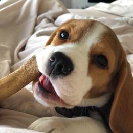 Beagle Puppies from Lokavi Beagles