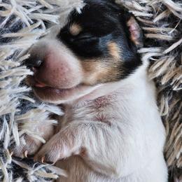 Black and tan pie female 3300 - Piebald female Dachshund puppy in Herald, California from Bluegum Dachshunds