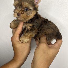 Green eyes - Chocolate and tan male Yorkshire Terrier puppy in Kissimmee, Florida from M&R Yorkies