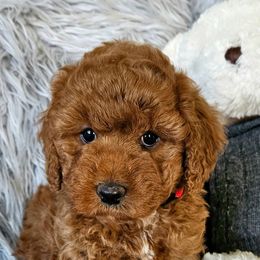 Autumn - Red  female Goldendoodle puppy in Syracuse, Utah from Just Doodling Dogs