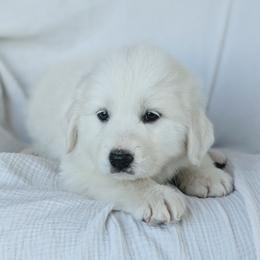 Girl 6 Blue - White female Great Pyrenees puppy in Yakima, Washington from Naches Heights Ranch