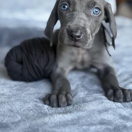 Vito - Blue male Weimaraner puppy in Clarion, Pennsylvania from Hilltop Farms