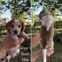 Ginger's Green  - Reserved - Black tan and redtick male Beagle puppy in Brownsville, Oregon from Beagles on the Run