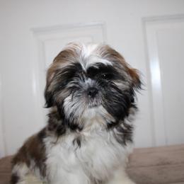Luca - Red and white male Shih Tzu puppy in Eastvale, California from Gigi’s Shih tzu