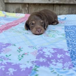 Alder - Chocolate and cream male Dachshund puppy in Squires, Missouri from Hudson’s Hounds
