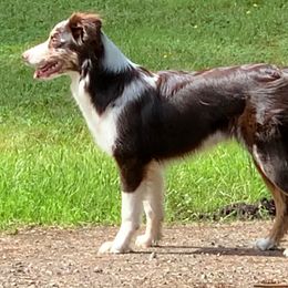 Australian Shepherd All Grown Up from BWild Australian Shepherds
