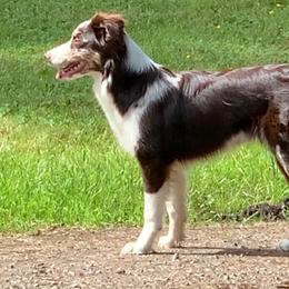 Australian Shepherd All Grown Up from BWild Australian Shepherds