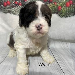 Wylie - Black white and tan male Cockapoo puppy in Lebanon, Missouri from Cobbs Creek Canines