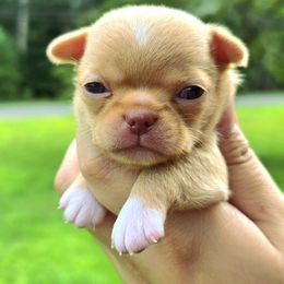 Girl 2 - Fawn female Chihuahua puppy in Vineland, New Jersey from Royal Companion's