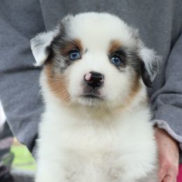 Dodgeball - Blue merle female Miniature American Shepherd puppy in Maryland from Atomic Minis
