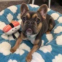 French Bulldogs from Holland French Bulldogs