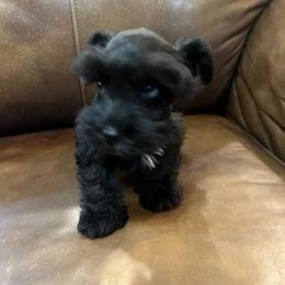 Black female - Black female Miniature Schnauzer puppy in Malvern, Arkansas from Deep South Miniature Schnauzers