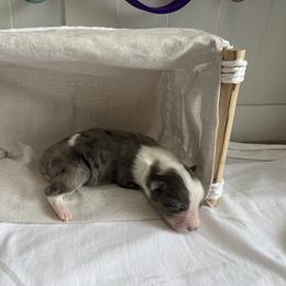 Jade - Blue merle female Australian Shepherd puppy in Weeki Wachee, Florida from Ace of Spades Australian Shepherds