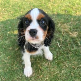 Silver - Tri-color male Cavalier King Charles Spaniel puppy in Forney, Texas from Small Town Cavaliers