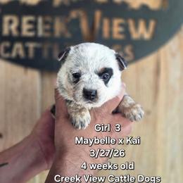 Girl 3 - Blue female Australian Cattle Dog puppy in Monroe, North Carolina from Creek View Cattle Dogs