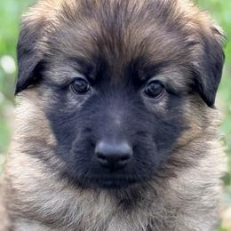 Penne - Sable female German Shepherd puppy in Corning, Ohio from Chapel Hill Shepherds