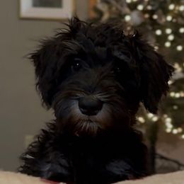 Shadow - Black and silver male Miniature Schnauzer puppy in Akeley, Minnesota from Great Northern Schnauzers