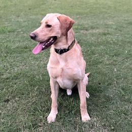 Labrador Retrievers from Daylin’s Doodles & Labradors