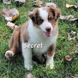 Secret - Red tri female Miniature Australian Shepherd puppy in Waxhaw, North Carolina from Cane Creek Aussies