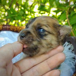 Companion Cross, Havanese, Mal-Shi, Maltese, Maltipoo, Morkie, and Shih Tzu Puppies from Seeking Shalom Acres Maltese, Maltipoos & Havamalts