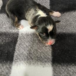Girl 2 - Black tri female Miniature Australian Shepherd puppy in Lubbock, Texas from Papa 67's amazing Aussies