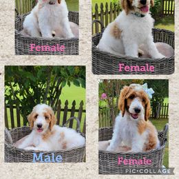 Poodle All Grown Up from Niki Roten