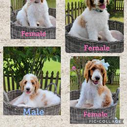 Poodle All Grown Up from Niki Roten
