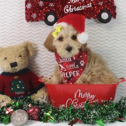 Ham - Apricot female Goldendoodle puppy in Pendleton, Oregon from Blushing Doodles