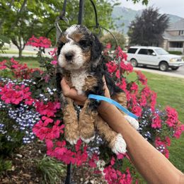 Bentley - Tri-color male Bernedoodle puppy in Las Vegas, Nevada from Perfect Bernedoodles