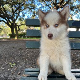 Sai - Brown and white Siberian Husky puppy in Kingstree, South Carolina from FurryPawKennel