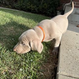 Weimaraner Puppies from Baird Weims - AKC registered