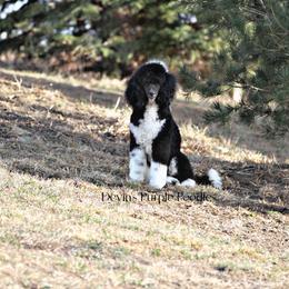 Ever - Poodle