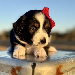 Dark purple - Black tri female Miniature Australian Shepherd puppy in 32046, Florida from River Hill Ranch