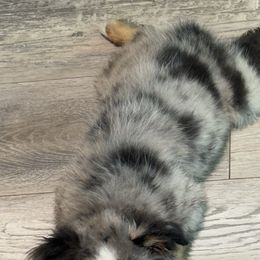 Ranger - Blue merle male Miniature Australian Shepherd puppy in Ocala, Florida from Young Pups