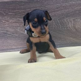 Boy 3 - Black and rust male Miniature Pinscher puppy in Lancaster, Missouri from White Stone Ranch