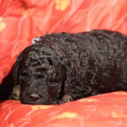 Boy 1 - Phantom male Poodle puppy in Leonard, Texas from Deblyns Poodles